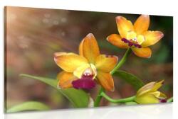 Dovido Kép narancssárga orchidea - 90x60