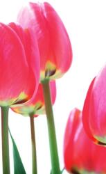 Dovido Fotótapéta piros mezei tulipán - 147x270