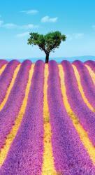 Dovido Öntapadó fotótapéta Provence-i levendulamező - 147x270