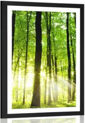 Dovido Poszter paszpartuval friss, zöld erdő. - 40x60 no frame