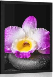 Dovido Poszter paszportuval lila orchidea Zen kövön - 30x45 no frame