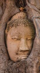 Dovido Fotótapéta a Buddha szent fügefája - 147x270