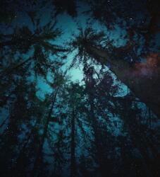 Dovido Tapéta éjszaka az erdőben - 245x270