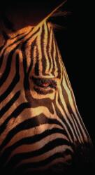 Dovido Fotótapéta egy zebra portréja - 147x270