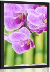 Dovido Poszter Zen kert - 40x60 no frame - dovido - 4 880 Ft