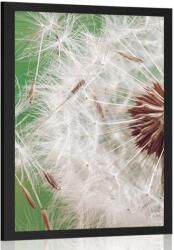 Dovido Poszter pitypang közelről - 60x90 silver