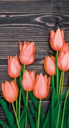 Dovido Öntapadó fotótapéta narancssárga tulipánok fa háttéren - 147x270