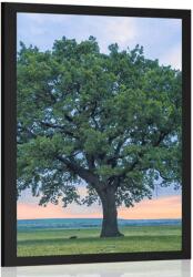 Dovido Poszter tölgyfa - 20x30 no frame