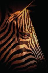 Dovido Öntapadó fotótapéta egy zebra portréja - 196x270