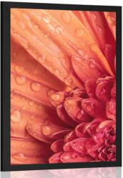 Dovido Poszter marancssárga gerbera vízcsepekkel - 60x90 black