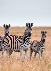 Dovido Öntapadó fotótapéta három zebra a szavannán - 196x270