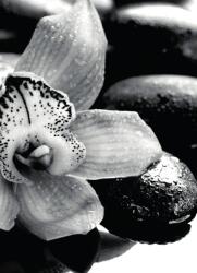 Dovido Öntapadó fotótapéta fekete fehér exotikus orchidea - 196x270