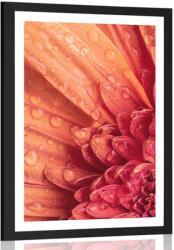 Dovido Poszter paszportuval narancssárga gerbera víz csepekkel - 30x45 white