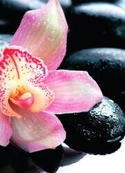 Dovido Öntapadó fotótapéta exotikus orchidea - 196x270