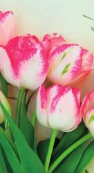 Dovido Fotótapéta tavaszi tulipánok - 147x270