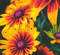 Dovido Öntapadó fotótapéta vonzó kétszínű Rudbeckia - 294x270