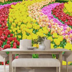 Dovido Fotótapéta tulipán gyönyörűség - 343x231