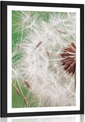 Dovido Poszter paszpartuval pitypangmagokkal - 40x60 white