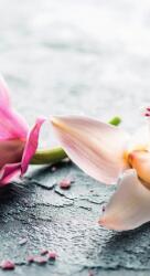 Dovido Fotótapéta két színes orchidea virág - 147x270