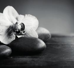 Dovido Fotótapéta orchidea és kövek fekete fehérben - 294x270