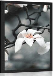 Dovido Poszter ébredő magnólia - 40x60 silver