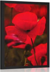 Dovido Poszter pipacsok - 40x60 no frame