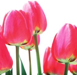 Dovido Fotótapéta piros mezei tulipán - 245x270