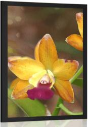 Dovido Poszter narancssárga orchidea - 20x30 black