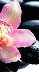 Dovido Fotótapéta exotikus orchidea - 147x270