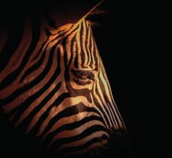Dovido Fotótapéta egy zebra portréja - 294x270