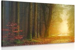 Dovido Kép út az erdőben - 60x40