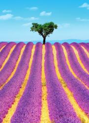Dovido Öntapadó fotótapéta Provence-i levendulamező - 196x270