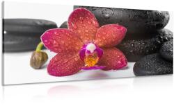 Dovido Kép Zen kövek és orchidea fehér háttérrel - 80x40