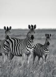 Dovido Fotótapéta három zebra fekete fehérben - 196x270