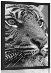 Dovido Poszter Bengáli tigris fekete-fehérben - 40x60 no frame