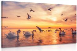 Dovido Kép hattyúk tengeren - 90x60