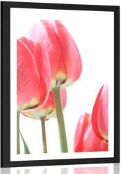 Dovido Poszter piros tulipán - 20x30 white - dovido - 8 250 Ft