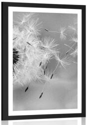 Dovido Poszter paszpartuval: varázslatos pitypang fekete-fehér kivitelben. - 30x45 white