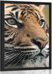 Dovido Poszter bengáli tigris - 30x45 silver