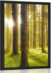 Dovido Poszter napos reggel az erdőben - 60x90 white