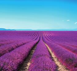 Dovido Fotótapéta végtelen levandula mező - 294x270