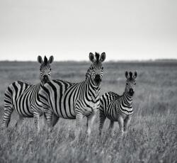 Dovido Fotótapéta három zebra fekete fehérben - 294x270