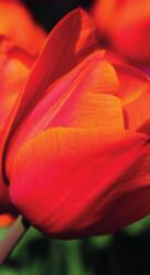 Dovido Öntapadó tapéta csodás tulipánok - 147x270