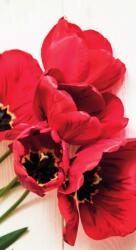 Dovido Fotótapéta virágzó piros tulipánok - 147x270