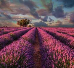 Dovido Öntapadó fotótapéta levandula mező - 294x270