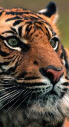 Dovido Öntapadó fotótapéta bengáli tigris - 147x270