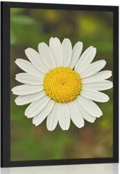 Dovido Poszter margaréta virág - 30x45 silver