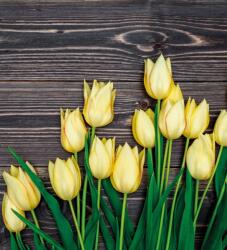 Dovido Öntapadó fotótapéta sárga tulipán fa háttéren - 245x270