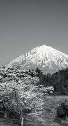 Dovido Fotótapéta Fuji hegy fekete fehérben - 147x270