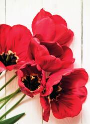 Dovido Fotótapéta virágzó piros tulipánok - 196x270
